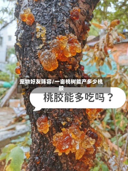 宠物好友阵容/一亩桃树能产多少桃胶